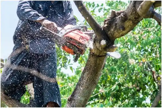 tree services South Alamo